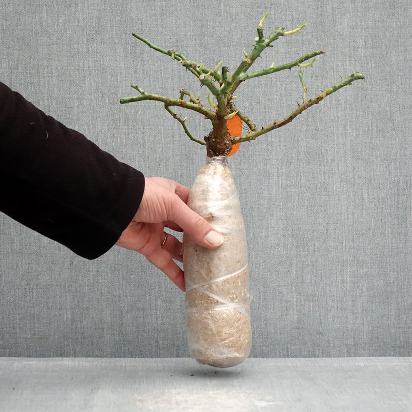 Rosa Floribunda Charles Aznavour Zolla a radice nuda esemplare consegnato in inverno