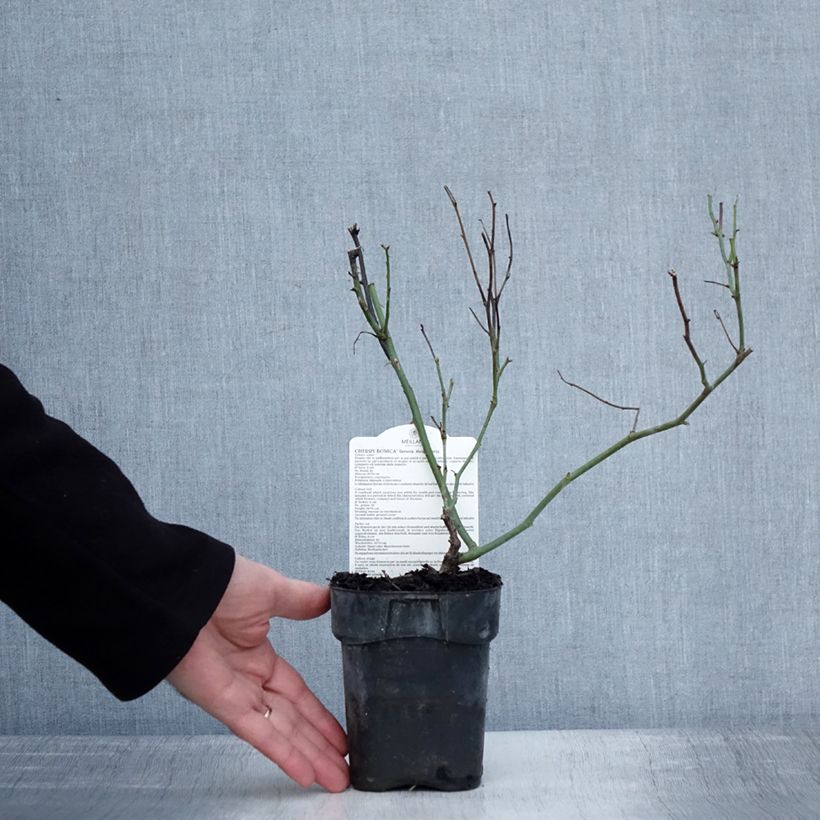 Rosa Floribunda Cherry Bonica Vaso da Ø 10 cm/11 cm esemplare consegnato in inverno