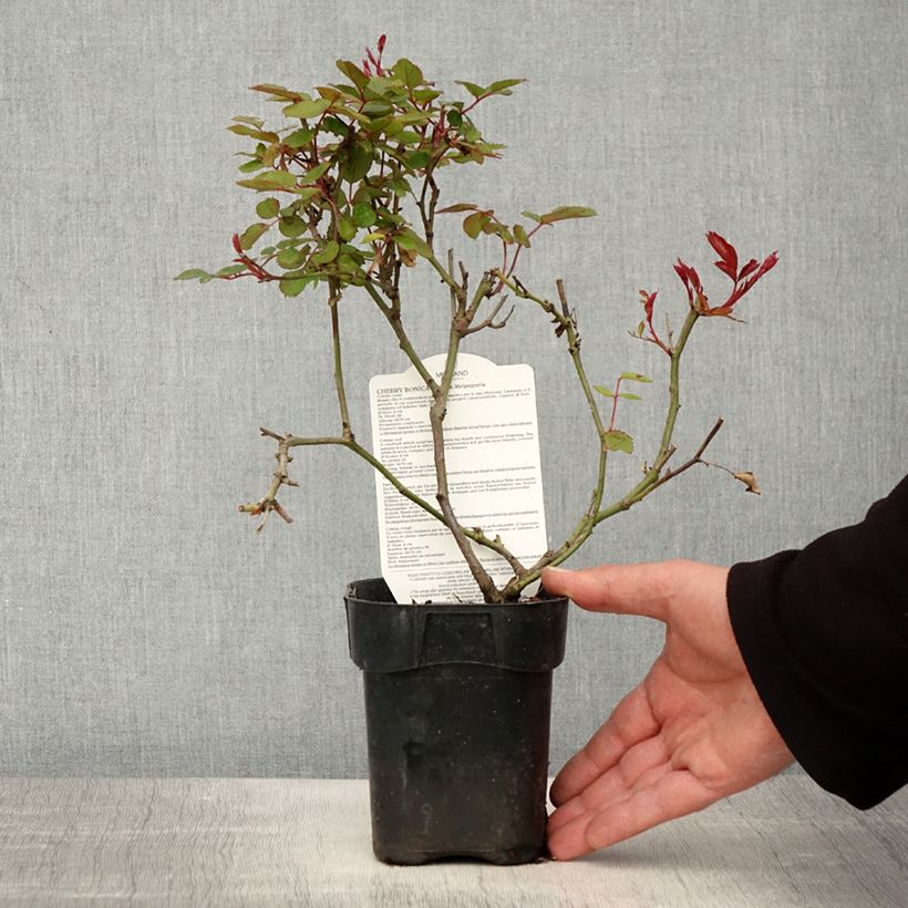 Rosa Floribunda Cherry Bonica Vaso da Ø 10 cm/11 cm esemplare consegnato in primavera
