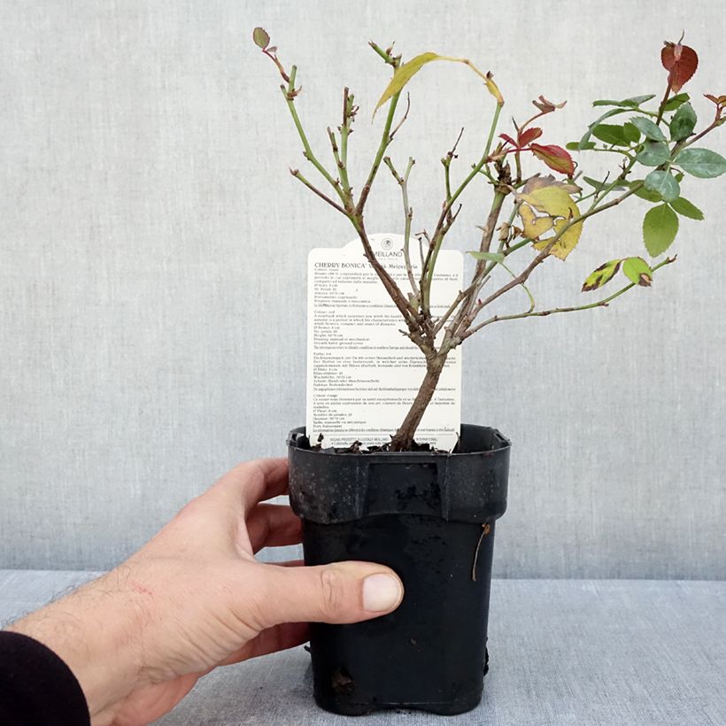 Esemplare di Rosa Floribunda Cherry Bonica Vaso da Ø 10 cm/11 cm come consegnato in autunno