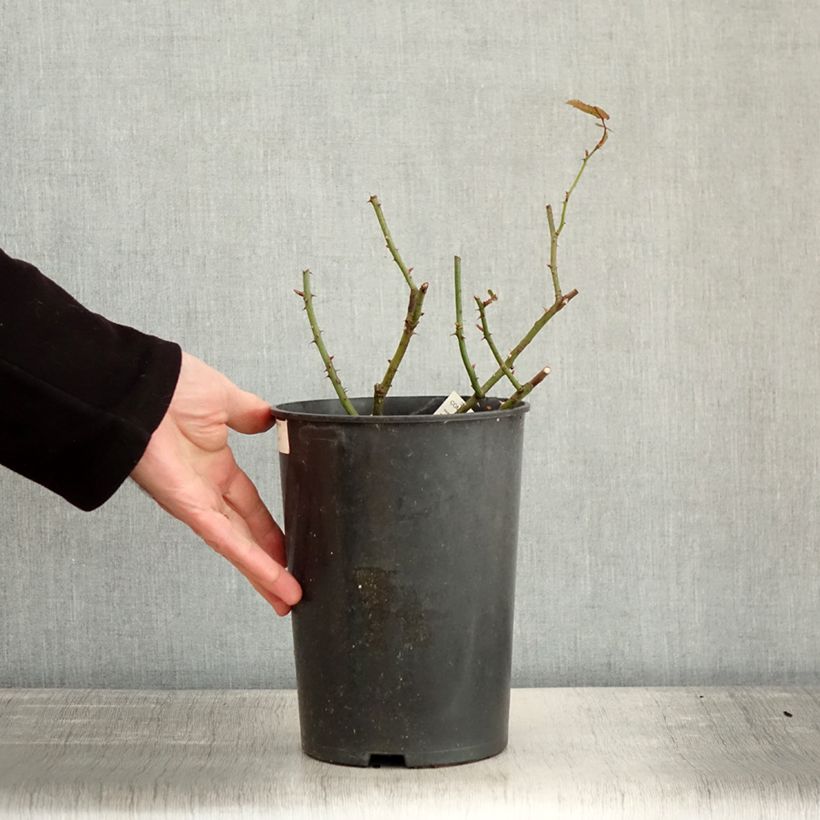 Rosa moscata Comtesse André d'Oultremont Vaso da 4L/5L esemplare consegnato in inverno