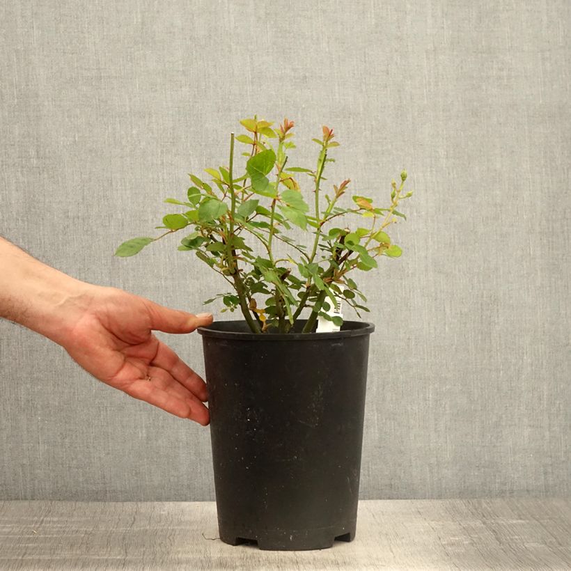 Rosa moscata Comtesse André d'Oultremont Vaso da 4L/5L esemplare consegnato in primavera