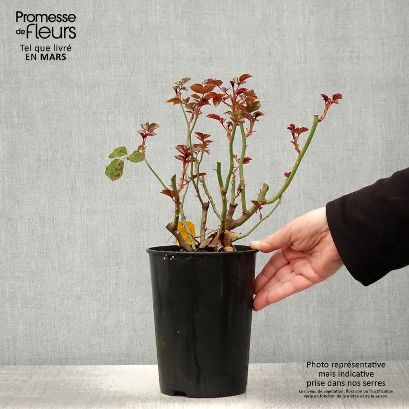 Rosa polyantha Fantasia Coral Lions-Rose Vaso da 3L/4L esemplare consegnato in primavera