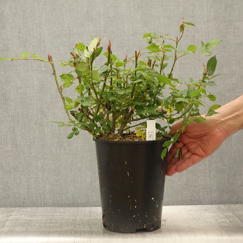 Rosa polyantha Crème Chantilly 'Meiradena' Vaso da 4L/5L esemplare consegnato in primavera