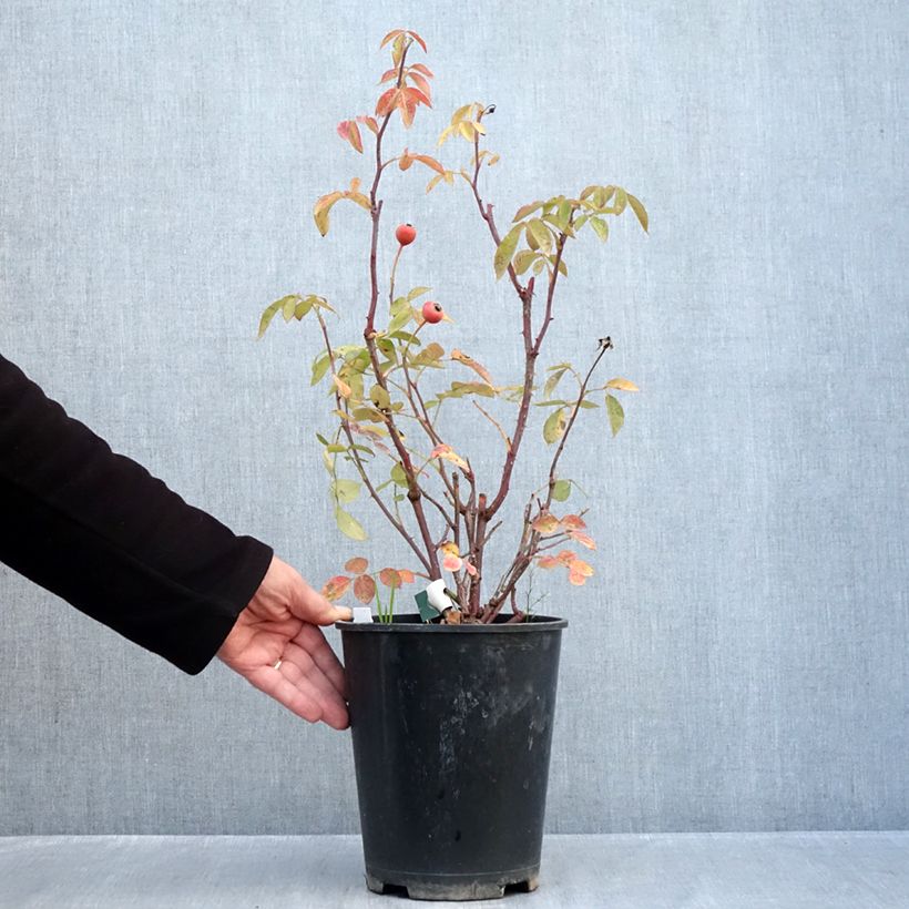 Esemplare di Rosa polyantha Favorite Vaso da 4L/5L come consegnato in autunno