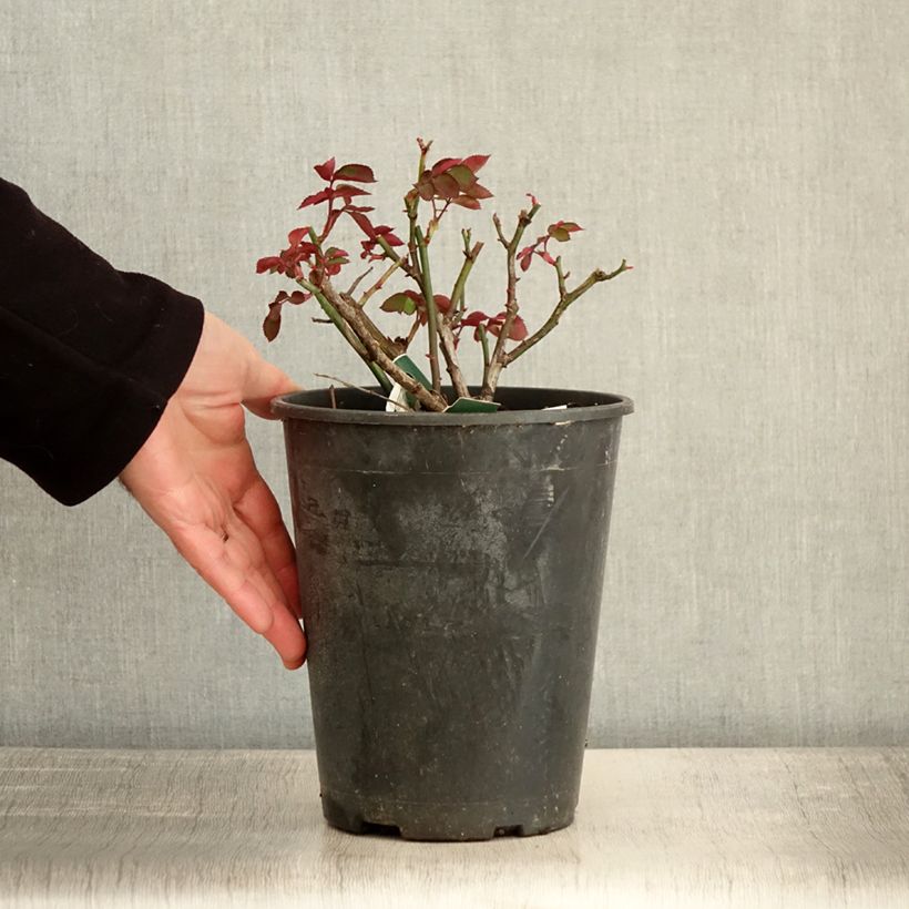 Rosa polyantha Favorite Vaso da 4L/5L esemplare consegnato in inverno