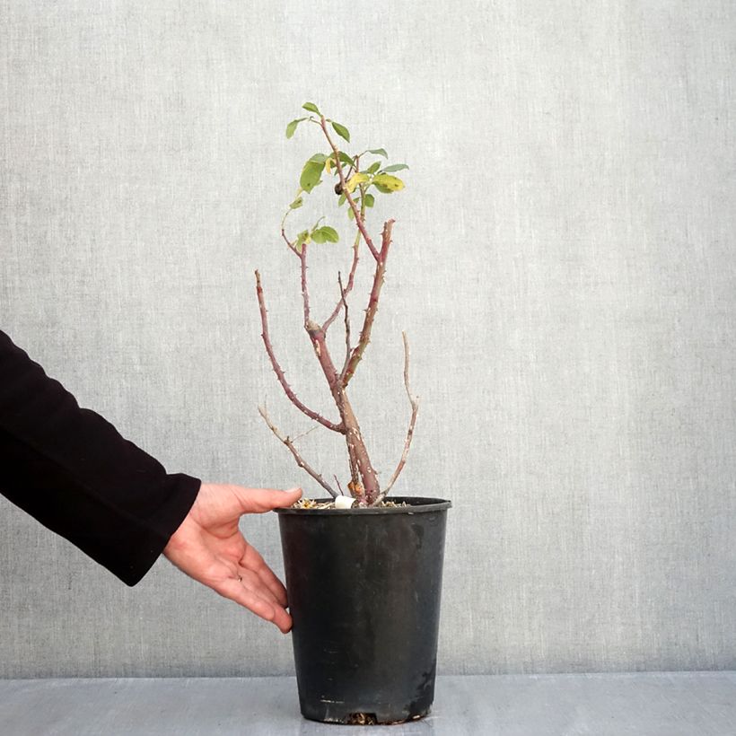 Esemplare di Rosa polyantha Fizzy Lady Vaso da 4L/5L come consegnato in autunno
