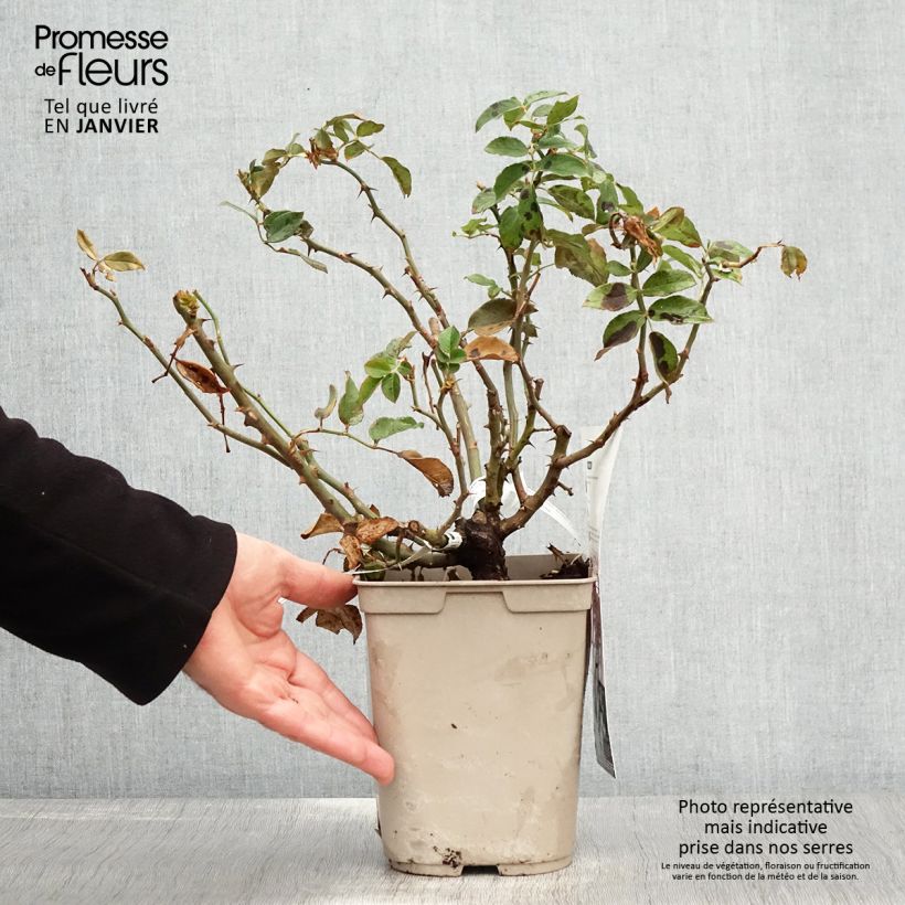 Rosa polyantha Folle Courtisane Delparfroni Vaso da 4L/5L esemplare consegnato in inverno