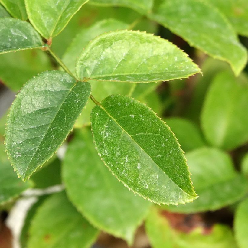 Rosa polyantha Folle Courtisane Delparfroni (Fogliame)