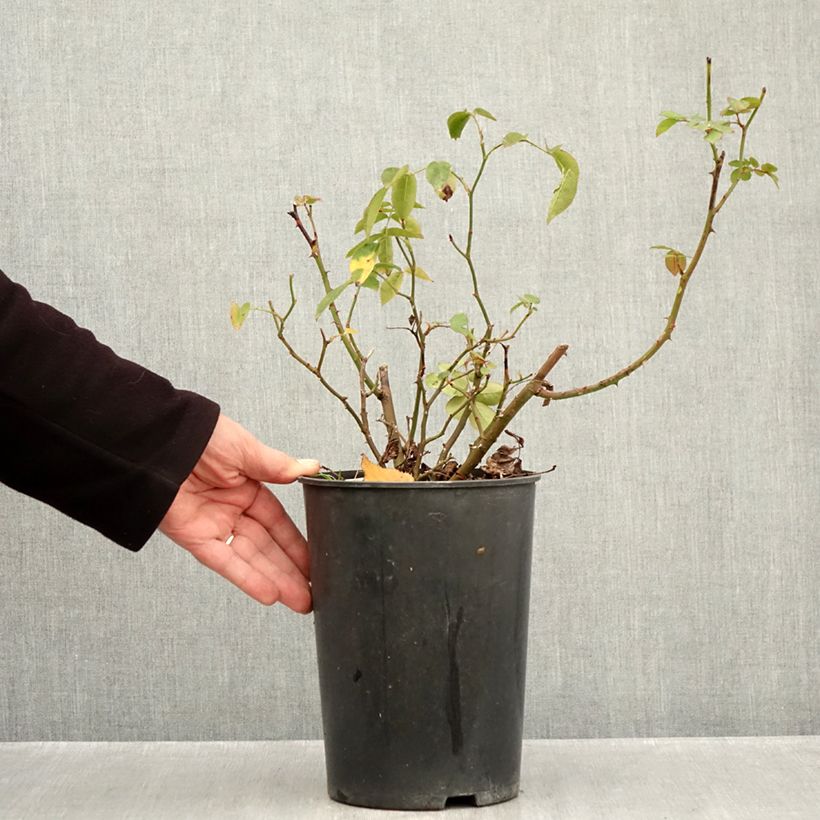 Esemplare di Rosa polyantha Folle Framboise Vaso da 4L/5L come consegnato in autunno