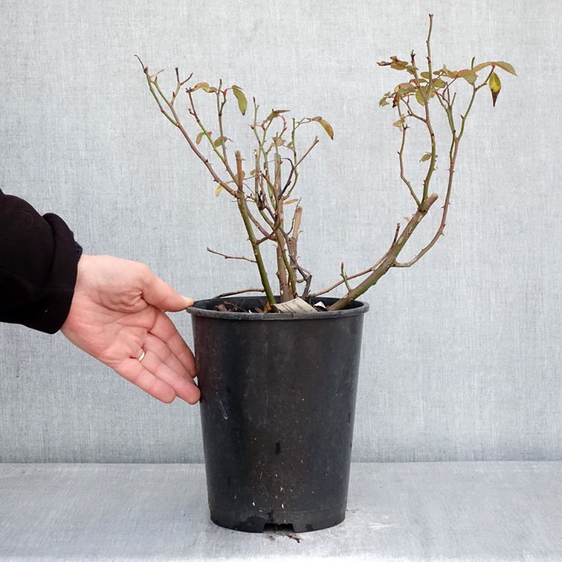 Rosa polyantha Folle Framboise Vaso da 4L/5L esemplare consegnato in inverno