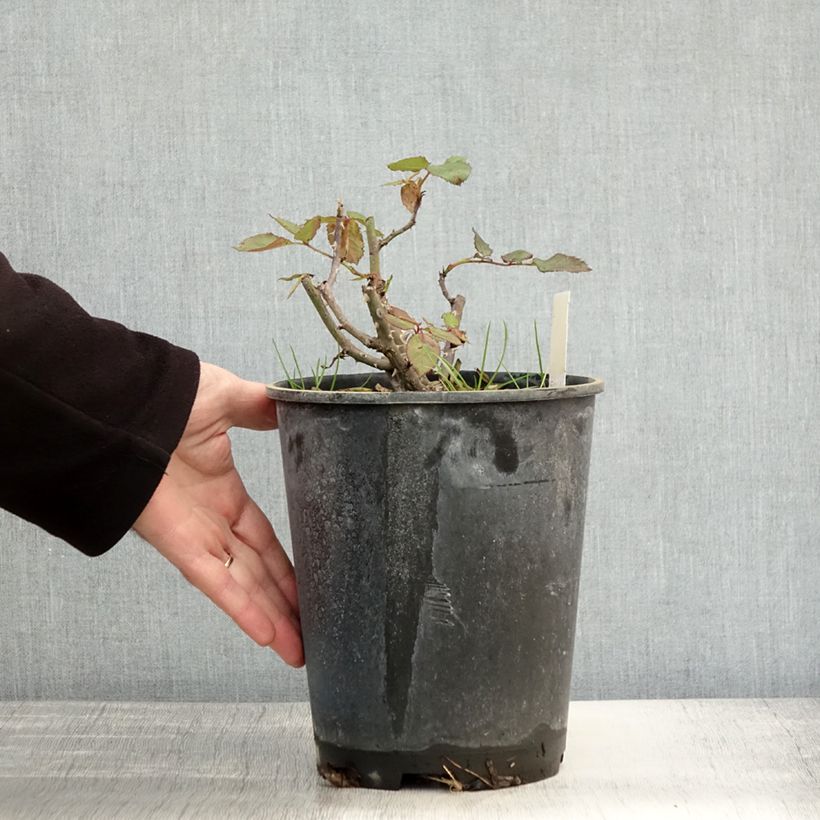 Esemplare di Rosa polyantha Friesia Vaso da 2L/3L come consegnato in autunno