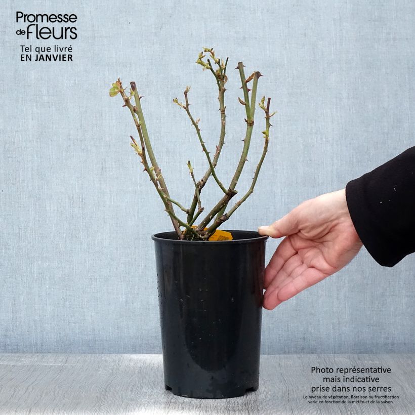 Rosa polyantha Friesia Vaso da 2L/3L esemplare consegnato in inverno