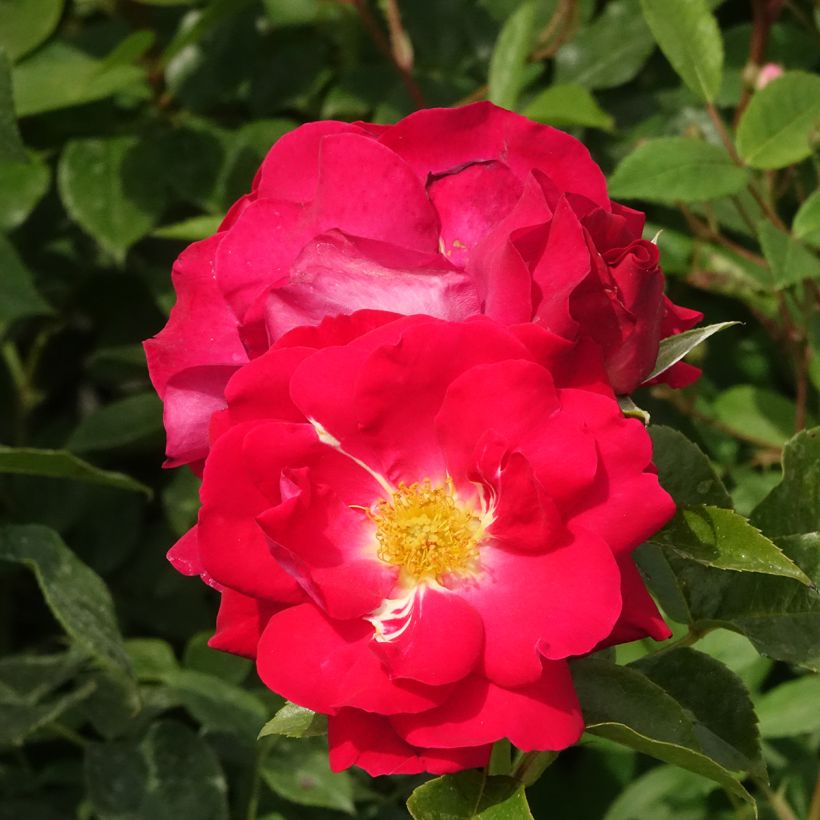 Rosa polyantha Garance (Fioritura)