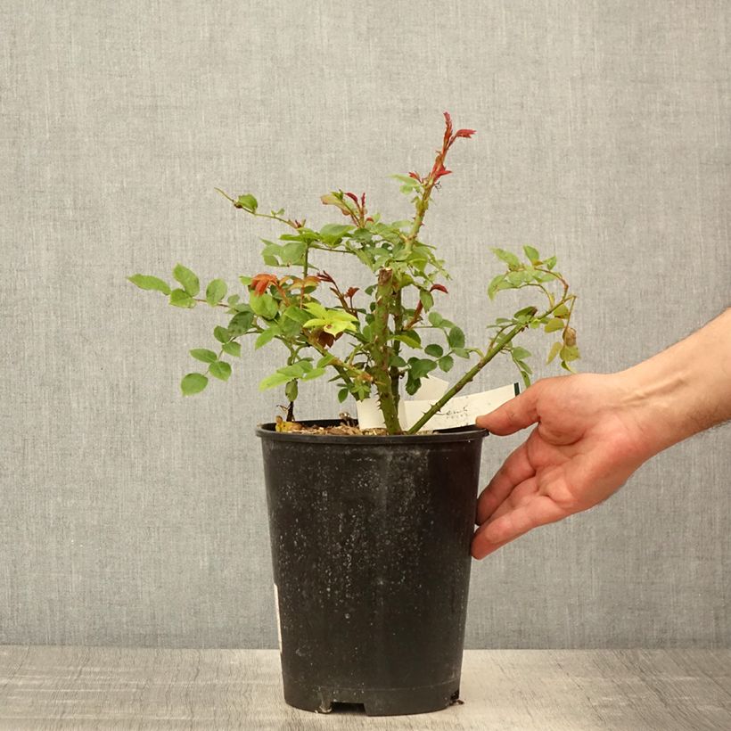 Rosa polyantha Garance Vaso da 4L/5L esemplare consegnato in primavera