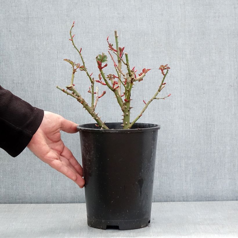 Rosa polyantha Hedge Charmers Vaso da 4L/5L esemplare consegnato in inverno