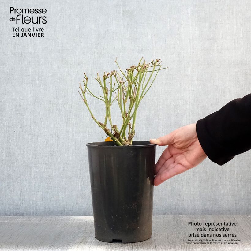 Rosa Floribunda Bianca Iceberg (Schneewittchen) Vaso da 4L/5L esemplare consegnato in inverno