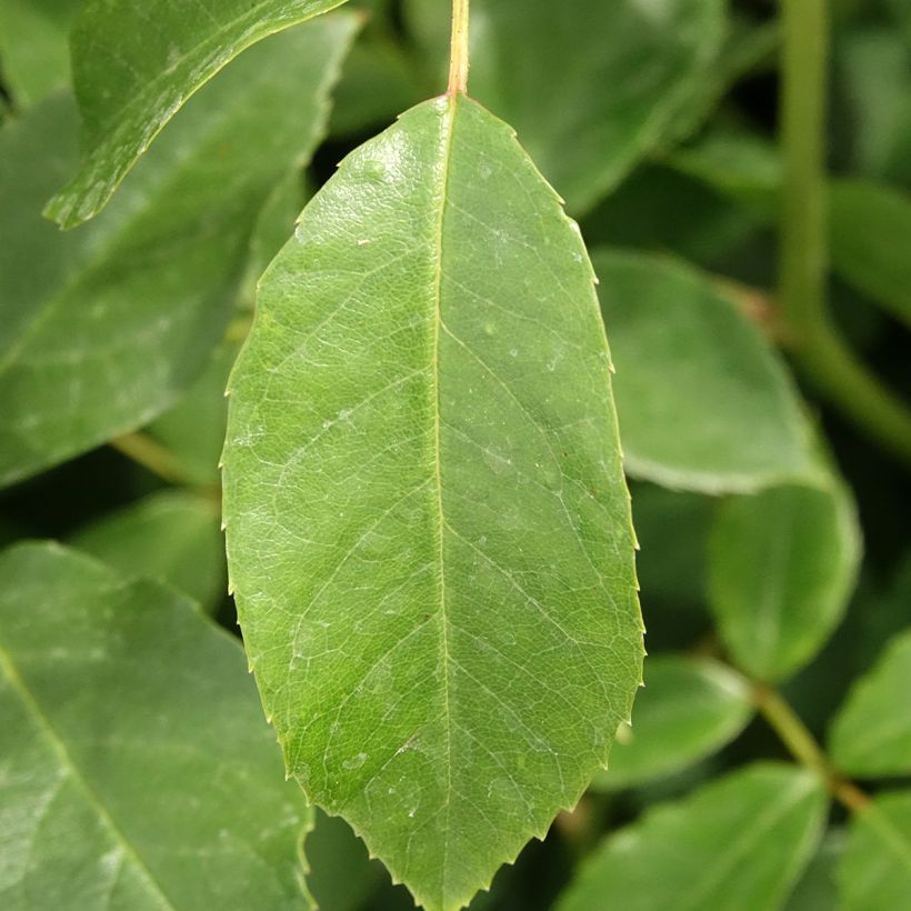 Rosa Floribunda Bianca Iceberg (Schneewittchen) (Fogliame)