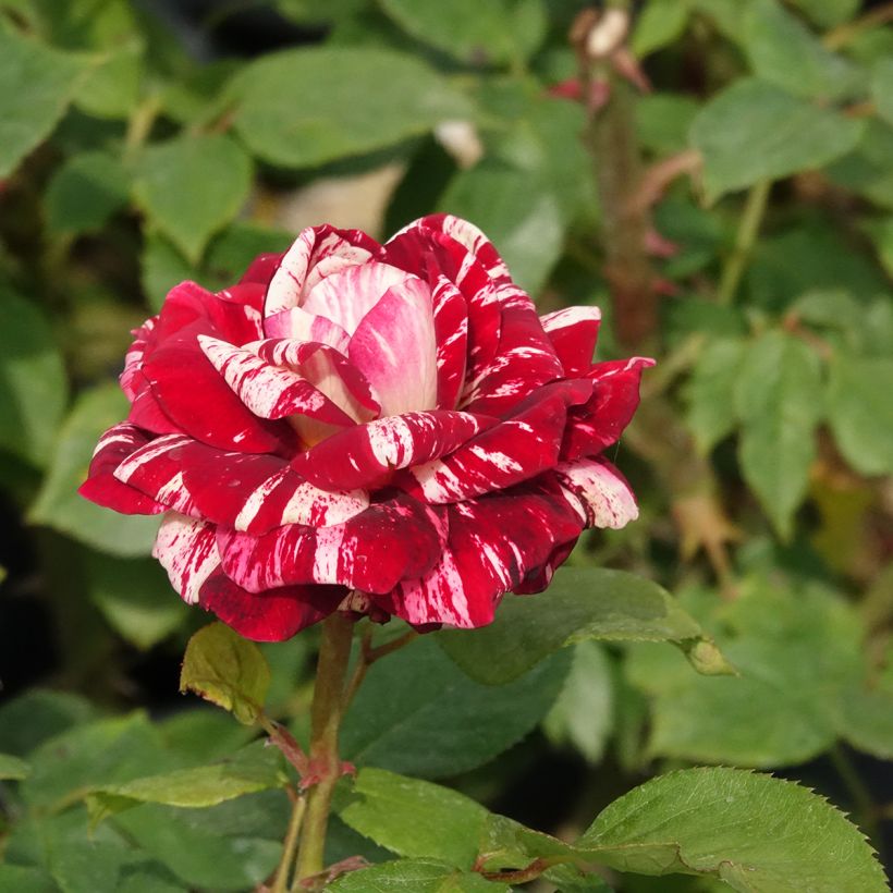 Rosa Floribunda Julio Iglesias Meistemon (Fioritura)