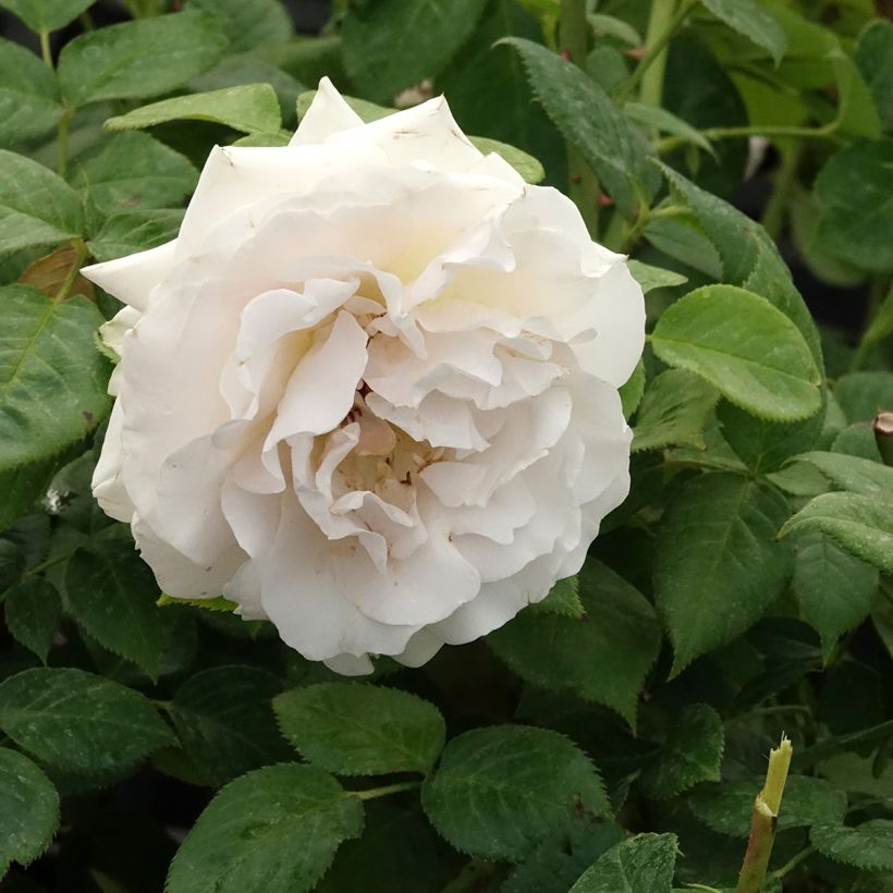 Rosa polyantha La Sauvagine Terre et Passion (Fioritura)