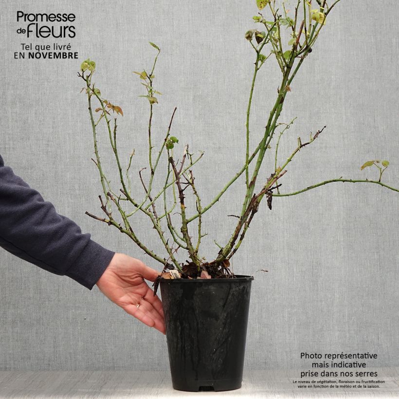 Esemplare di Rosa polyantha La Sauvagine Terre et Passion Vaso da 4L/5L come consegnato in autunno