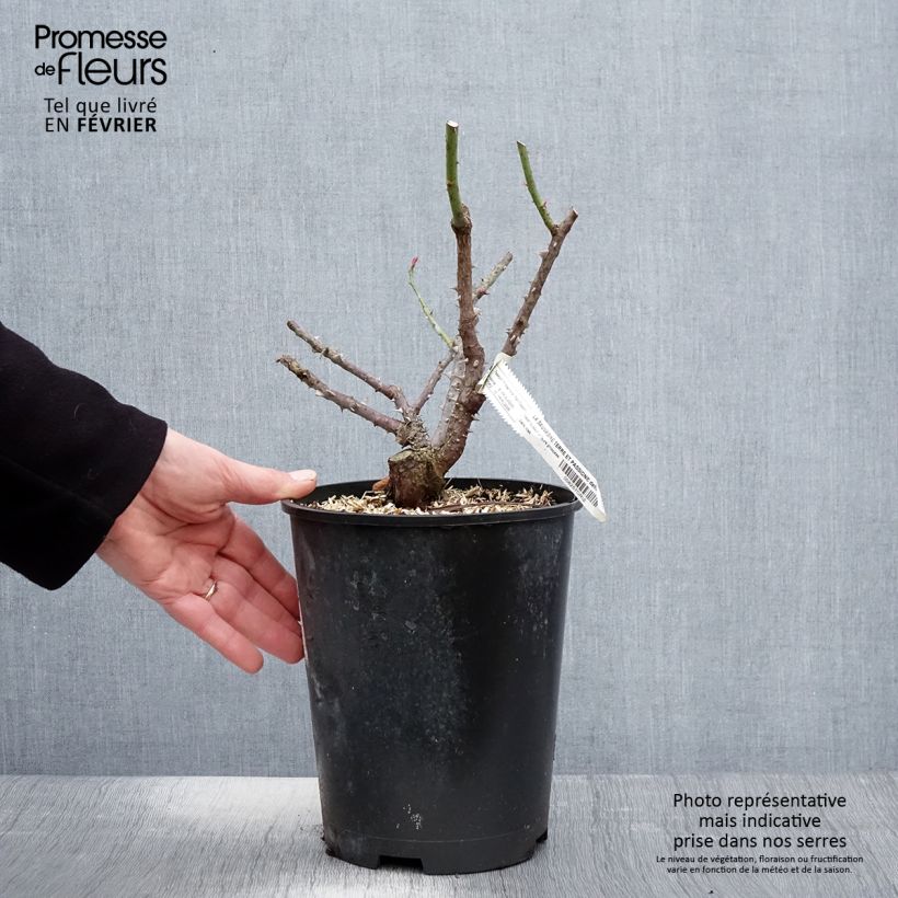 Rosa polyantha La Sauvagine Terre et Passion Vaso da 4L/5L esemplare consegnato in inverno