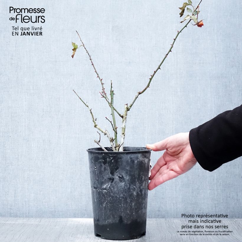 Rosa Floribunda La Sevillana Meigekanu Vaso da 2L/3L esemplare consegnato in inverno