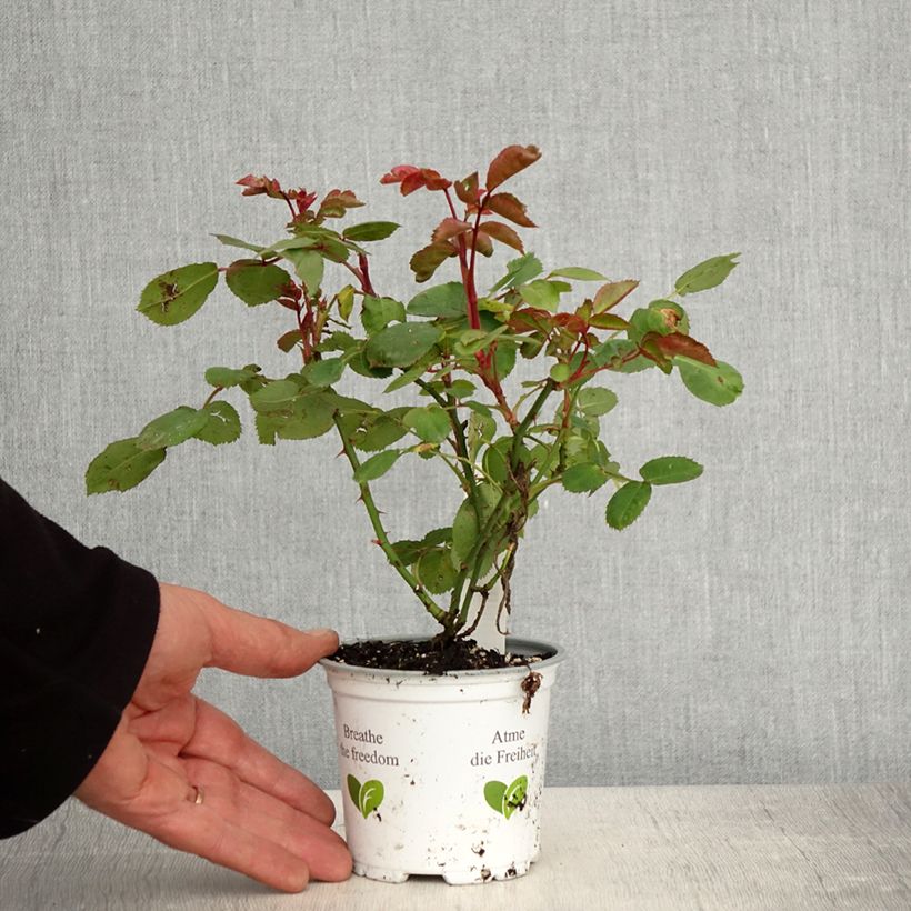 Rosa Floribunda La Sevillana Meigekanu Vaso da Ø 10 cm/11 cm esemplare consegnato in primavera