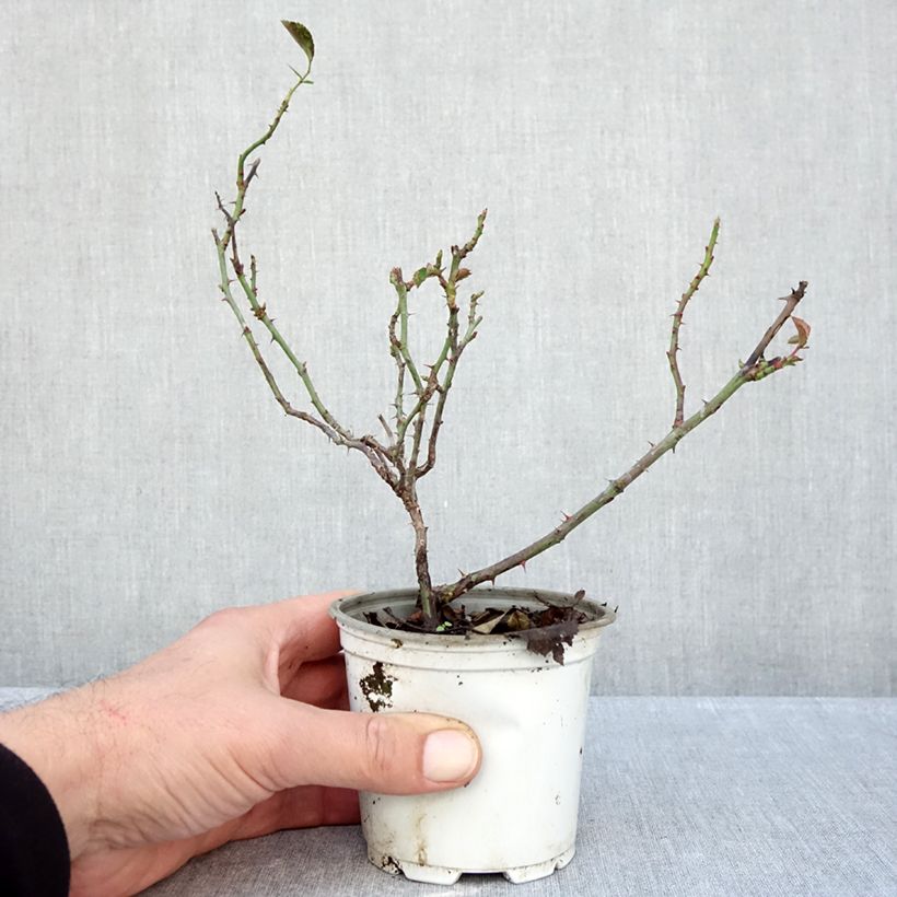 Esemplare di Rosa Floribunda La Sevillana Meigekanu Vaso da Ø 10 cm/11 cm come consegnato in autunno