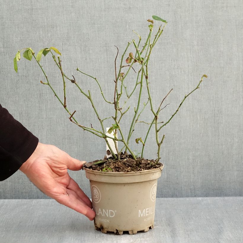 Esemplare di Rosa Floribunda La Sevillana Meigekanu Vaso da 2L/3L come consegnato in autunno