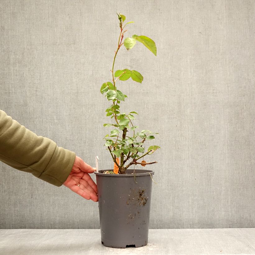 Rosa Floribunda La Sevillana Meigekanu Vaso da 4L/5L esemplare consegnato in primavera