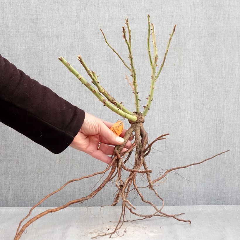 Rosa Floribunda La Sevillana Meigekanu Piante piccole a radice nuda esemplare consegnato in inverno