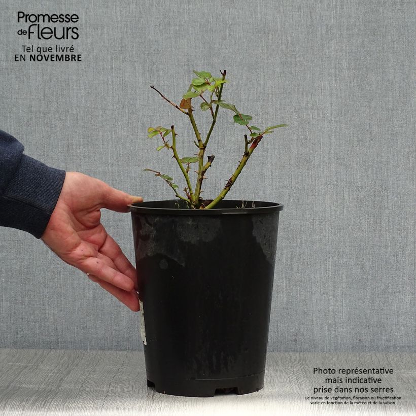 Esemplare di Rosa polyantha Laminuette Vaso da 2L/3L come consegnato in autunno