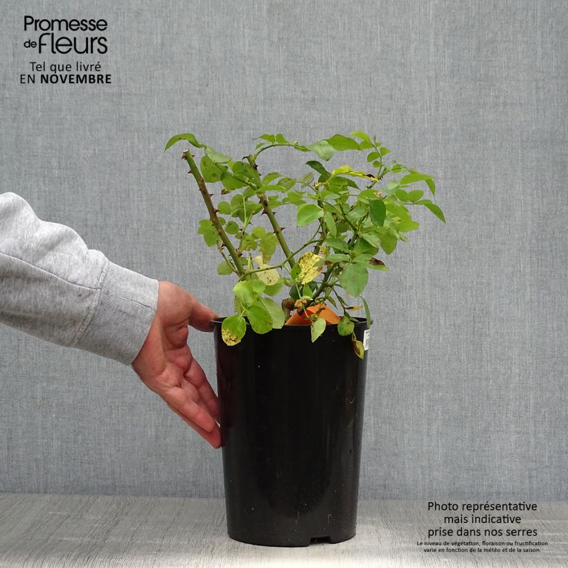 Esemplare di Rosa polyantha Leonardo Da Vinci Vaso da 4L/5L come consegnato in autunno