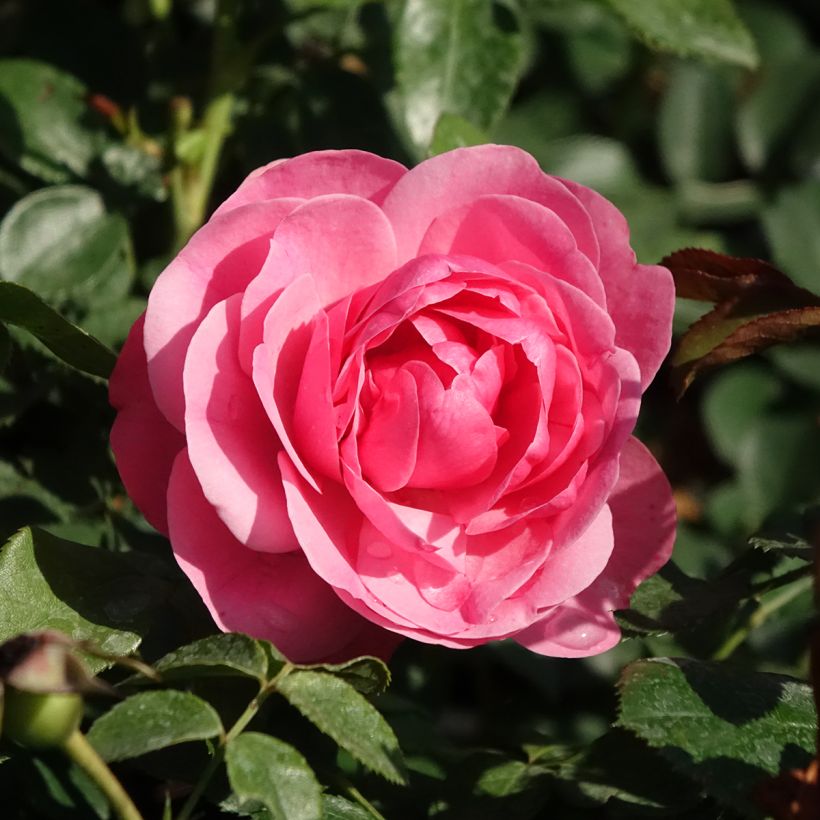 Rosa polyantha Leonardo Da Vinci (Fioritura)