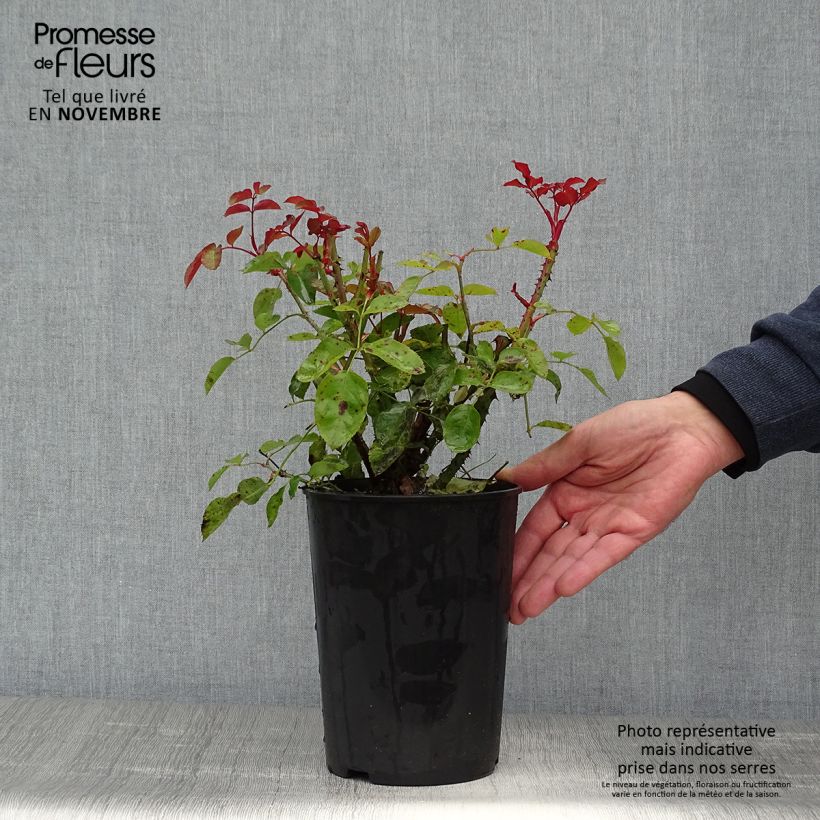 Esemplare di Rosa polyantha Lili Marleen Vaso da 4L/5L come consegnato in autunno