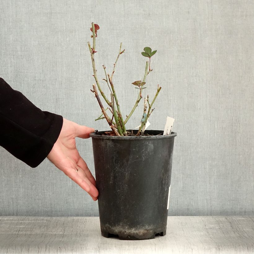 Rosa polyantha Love letter Vaso da 4L/5L esemplare consegnato in inverno