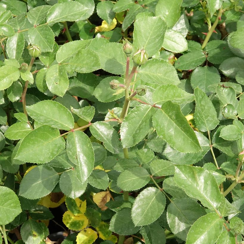 Rosa Floribunda Manou Meilland (Fogliame)