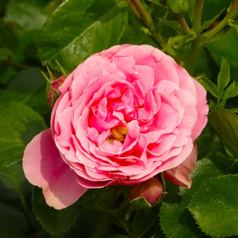 Rosa Floribunda Manou Meilland (Fioritura)