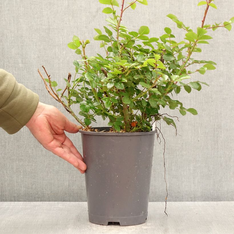 Rosa Floribunda Manou Meilland Vaso da 4L/5L esemplare consegnato in primavera
