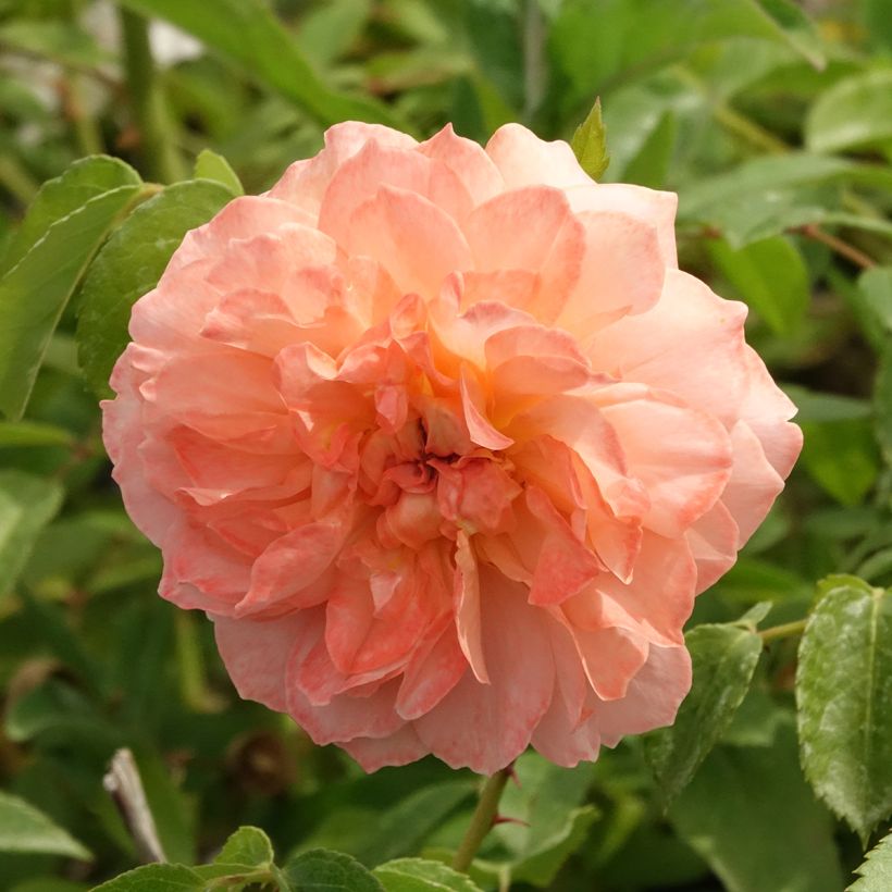Rosa polyantha Marc's Jubilée (Fioritura)