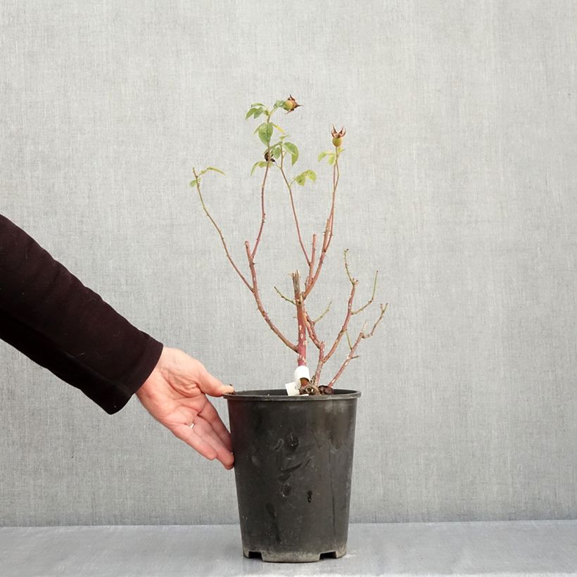 Esemplare di Rosa polyantha Marc's Jubilée Vaso da 4L/5L come consegnato in autunno