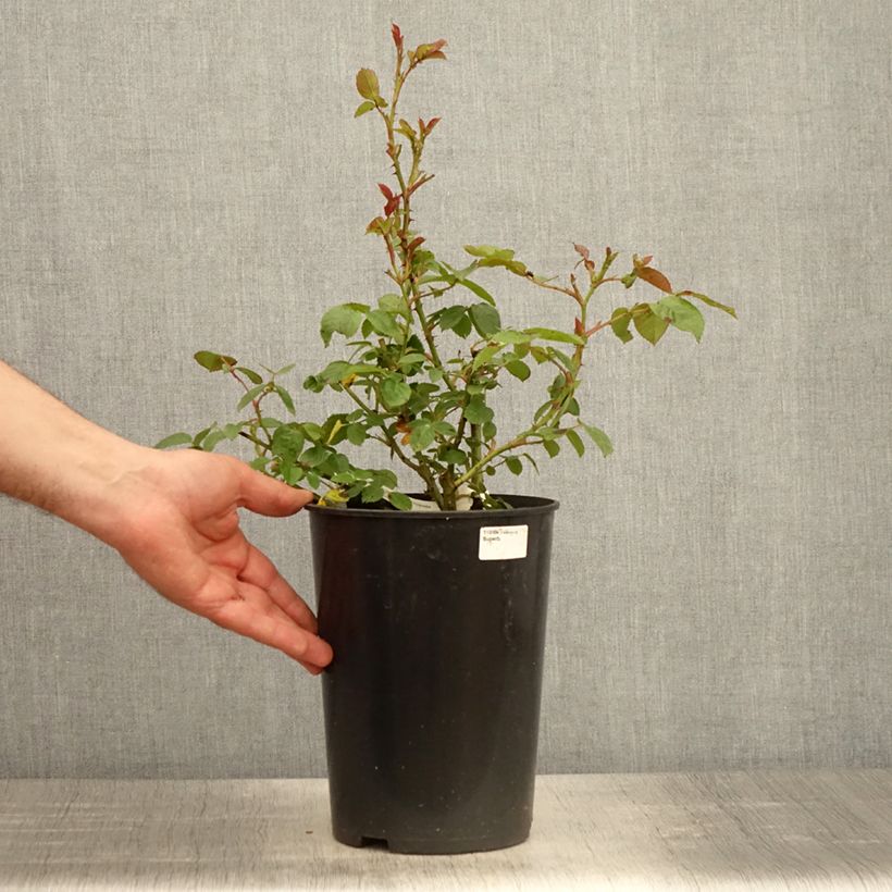 Rosa polyantha Marc's Jubilée Vaso da 4L/5L esemplare consegnato in primavera