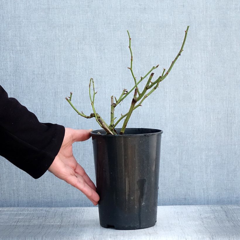 Rosa Margaret Merril Vaso da 2L/3L esemplare consegnato in inverno