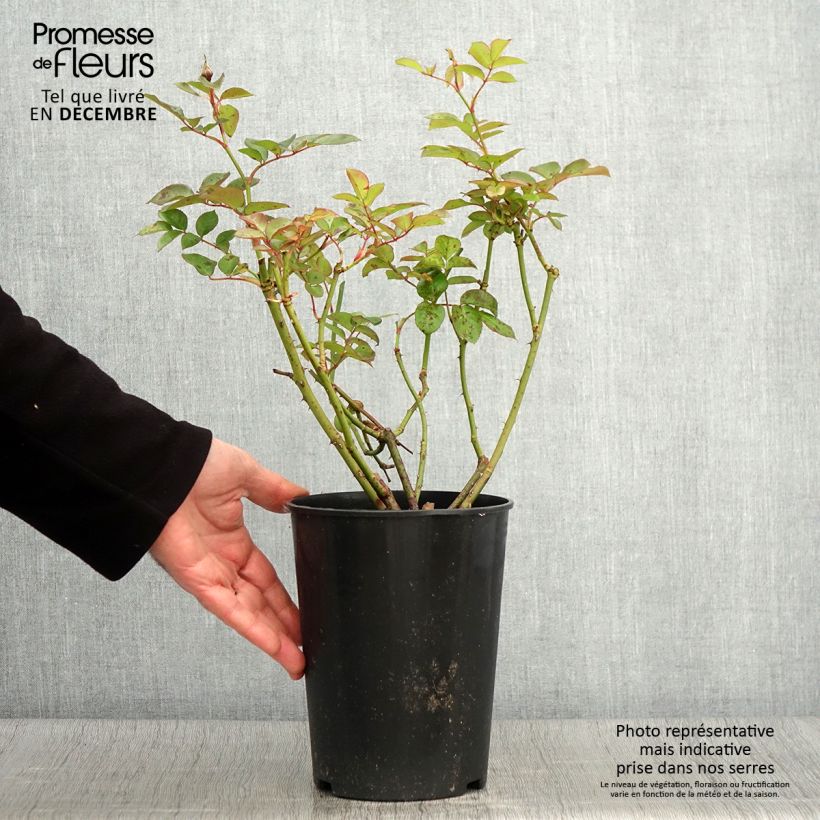 Esemplare di Rosa polyantha Maria Mathilda Vaso da 3L/4L come consegnato in autunno