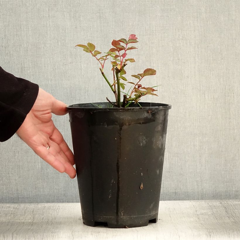 Rosa polyantha Maria Mathilda Vaso da 3L/4L esemplare consegnato in inverno