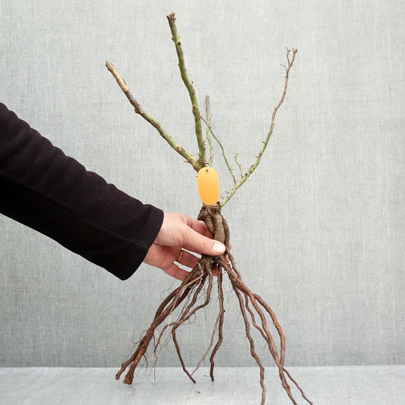 Rosa polyantha Marie Curie Piante piccole a radice nuda esemplare consegnato in inverno