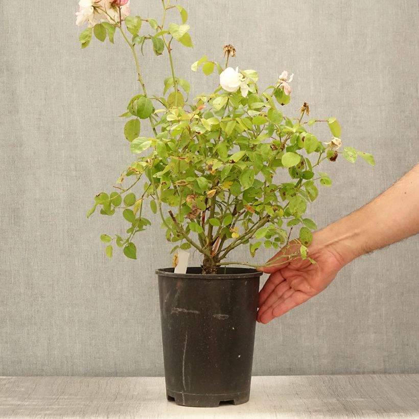 Esemplare di Rosa Marina Picasso Vaso da 4L/5L consegnato in estate