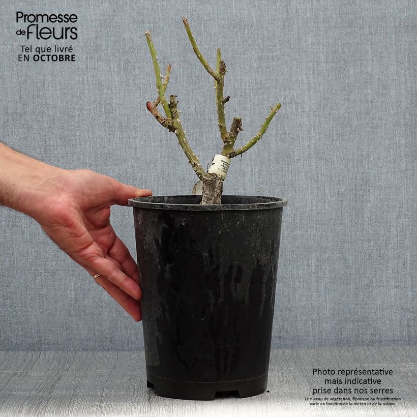 Esemplare di Rosa polyantha Martin des Senteurs Vaso da 4L/5L come consegnato in autunno