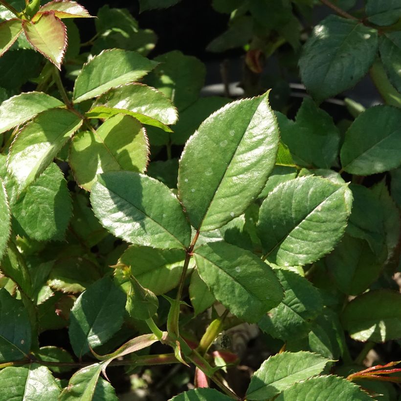 Rosa polyantha Mascaret (Fogliame)